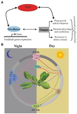 A crosstalk of circadian clock and alternative splicing under abiotic stresses in the plants